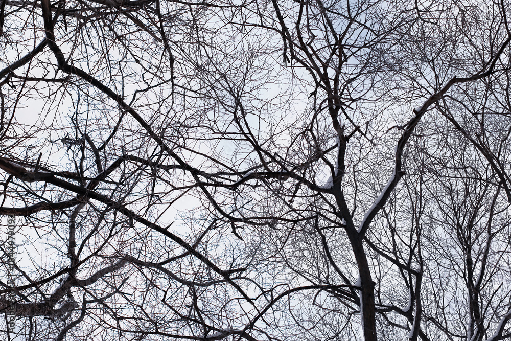 Naklejka premium Winter forest landscape. Tall trees under snow cover. January frosty day in the park.