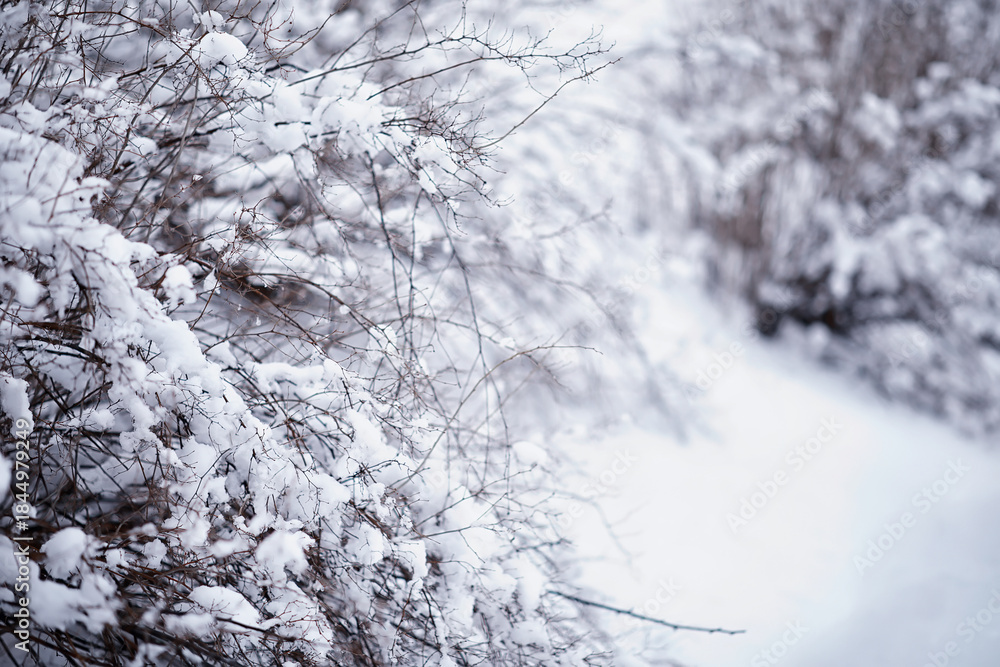 Naklejka premium Winter forest landscape. Tall trees under snow cover. January frosty day in the park.