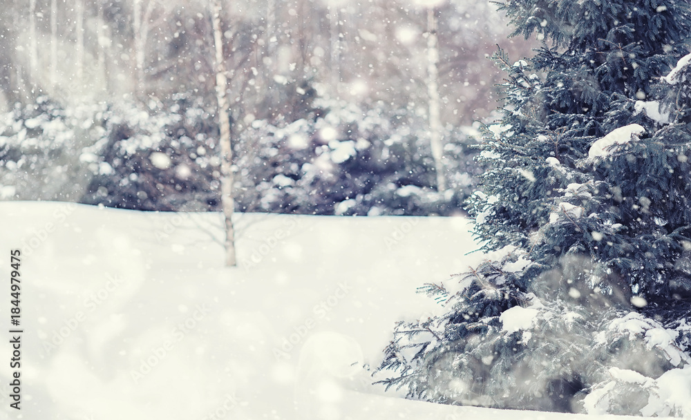 Naklejka premium Winter forest landscape. Tall trees under snow cover. January frosty day in the park.