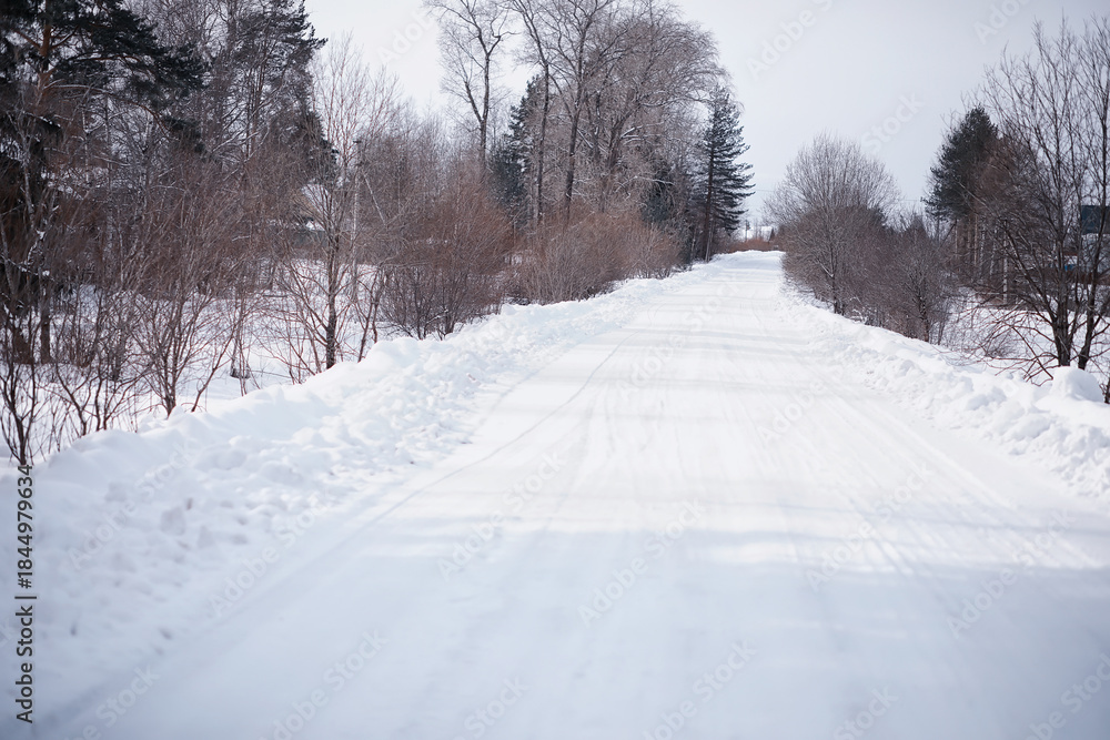 Naklejka premium Winter forest landscape. Tall trees under snow cover. January frosty day in the park.