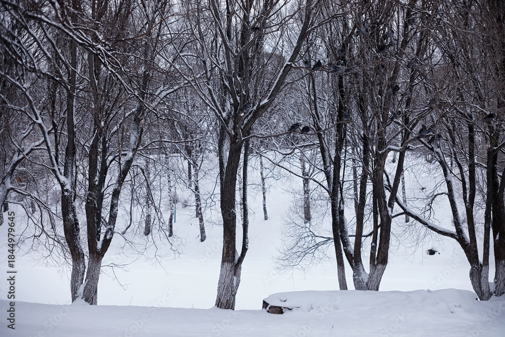 Naklejka premium Winter forest landscape. Tall trees under snow cover. January frosty day in the park.