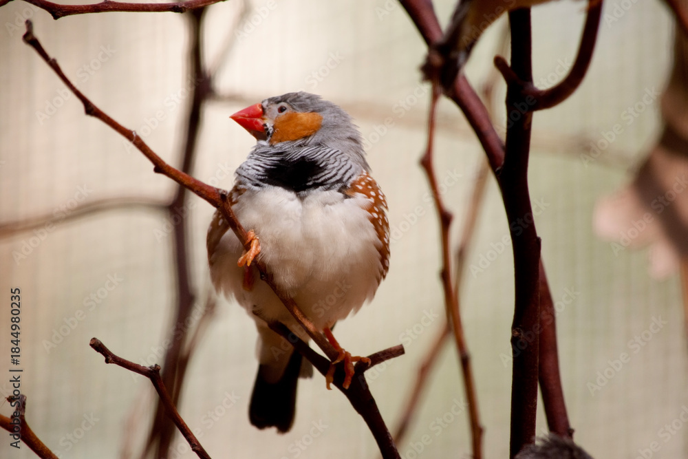 Fototapeta premium The zebra finch is perched in a bush
