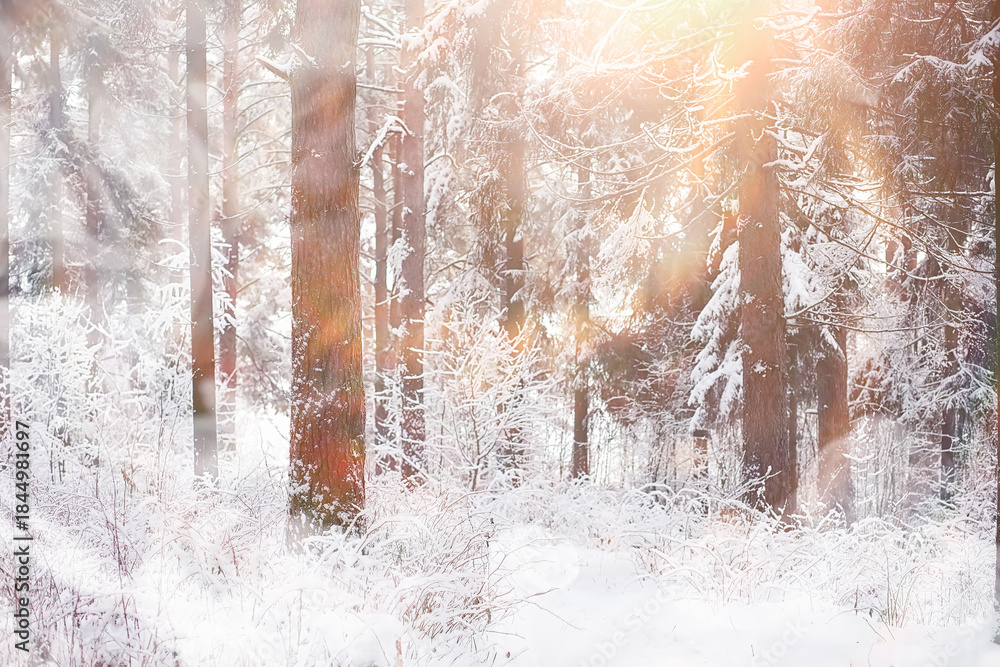 Naklejka premium Winter landscape. Forest under the snow. Winter in the park.