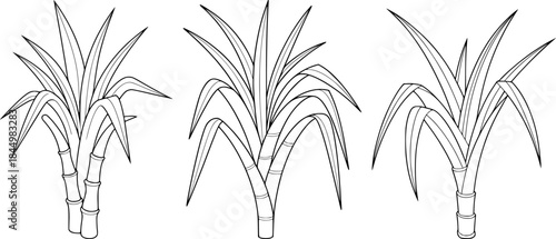 Three Stylized Sugarcane Stalks with Leaves, Line Art