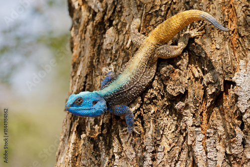 A colorful male southern tree agama (Acanthocercus atricollis) in a tree, Kruger National Park, South Africa