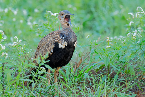 A male red-crested korhaan (Lophotis ruficrista) calling in natural habitat, Kruger National Park, South Africa