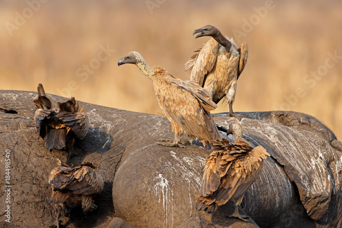 White-backed vultures (Gyps africanus) scavenging on a dead elephant, Kruger National Park, South Africa