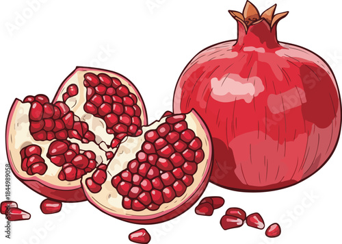 Pomegranate with seeds inside vector illustration