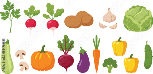 Fresh vegetable illustration set with cabbage radish potato garlic pumpkin carrot broccoli and assorted garden produce flat vector