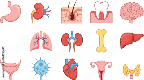 Human internal organs anatomy illustration set with brain heart lungs kidneys liver stomach and medical symbols flat vector