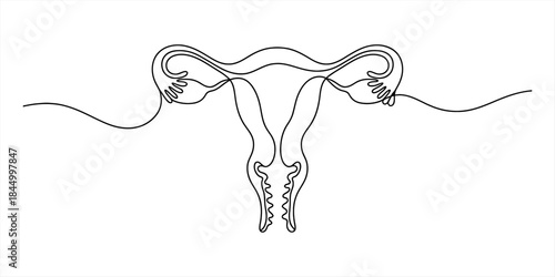 Minimalist continuous line art drawing of the female reproductive system Vector, illustration