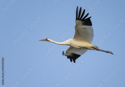 The whooping crane (Grus americana), an endangered crane species, in flight on the blue sky background, close up