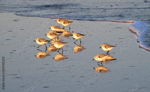 The flock of sanderlings feeding on the beach in sunset light, Galveston, Texas
