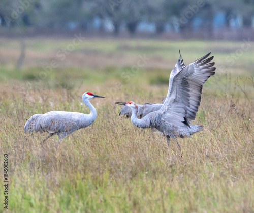 Sandhill cranes (Grus canadensis) in fight, Goose Island state park, Rockport, Texas, USA