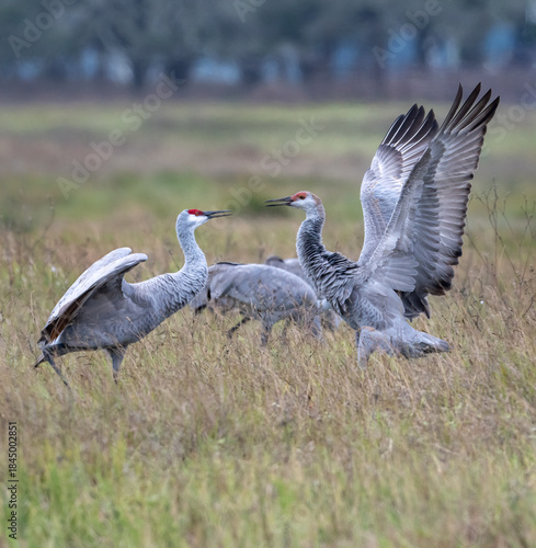 Sandhill cranes (Grus canadensis) in fight, Goose Island state park, Rockport, Texas, USA