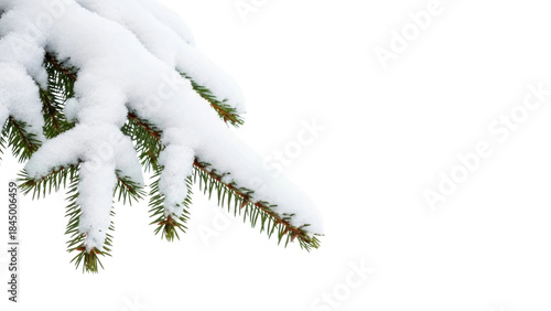 Snowy evergreen spruce branch with white snow on a transparent background, PNG image, PNG file