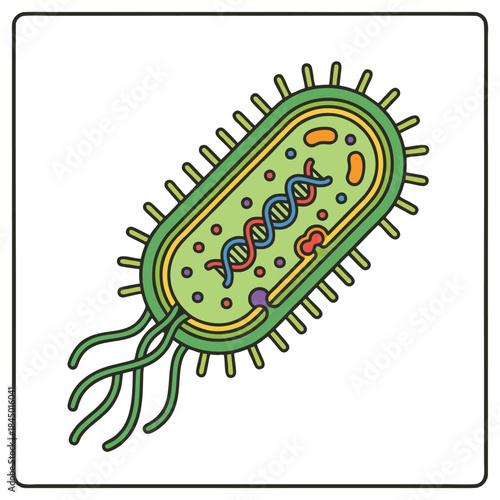 Scientific Vector Illustration of Bacteria Cell Anatomy Showing DNA Flagella and Internal Structure.