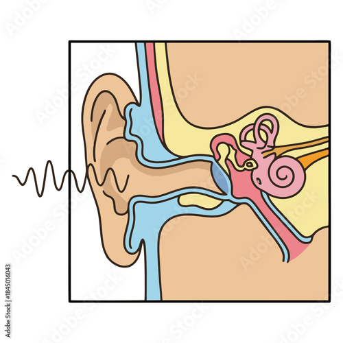 Medical Cross-Section Vector Illustration of Human Ear Anatomy Showing Outer Middle and Inner Ear Structure