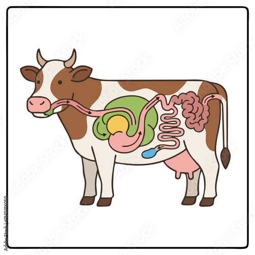Scientific Vector Illustration of Cow Digestive System Anatomy Showing Ruminant Stomach Chambers.