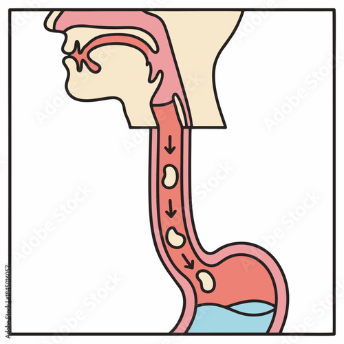 Medical Vector Illustration of Human Esophagus Anatomy Showing Swallowing Process and Peristalsis.