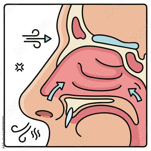 Medical Cross-Section Vector Illustration of Human Nose Anatomy and Nasal Cavity.