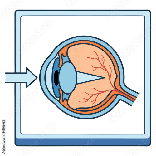 Medical Cross-Section Vector Illustration of Human Eye Anatomy Showing Lens Retina and Optic Nerve