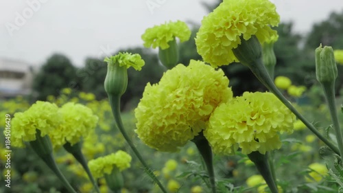 Glowing with Nature's Brilliance - Indian Marigolds in Vibrant Bloom