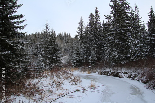 winter forest with snow
