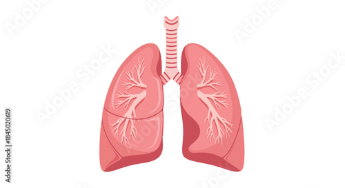 Anatomically detailed illustration of human lungs, including the trachea and bronchi, isolated on a white background.