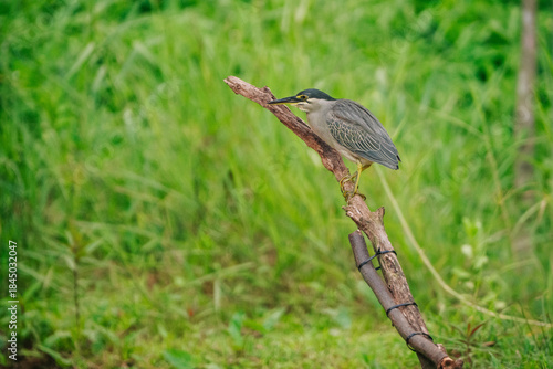 A grey little heron perched on a branch amidst lush green reeds and grasses, blending seamlessly with its surroundings.