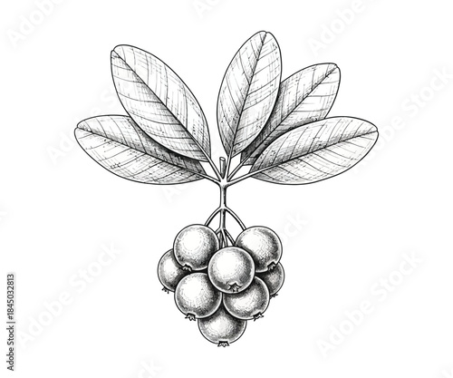 Lingonberry branch with leaves and berries hand drawn sketch style engraving