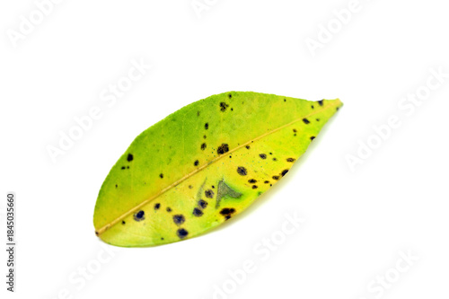 斑点の付いた葉っぱ01