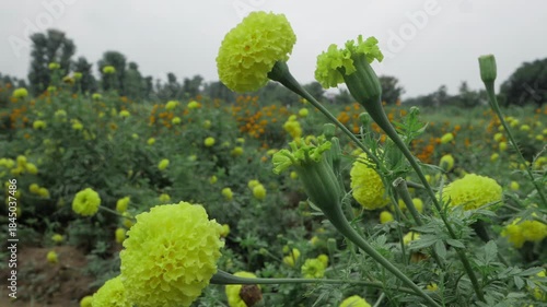 Vibrant Indian Marigolds - A Garden of Sunshine