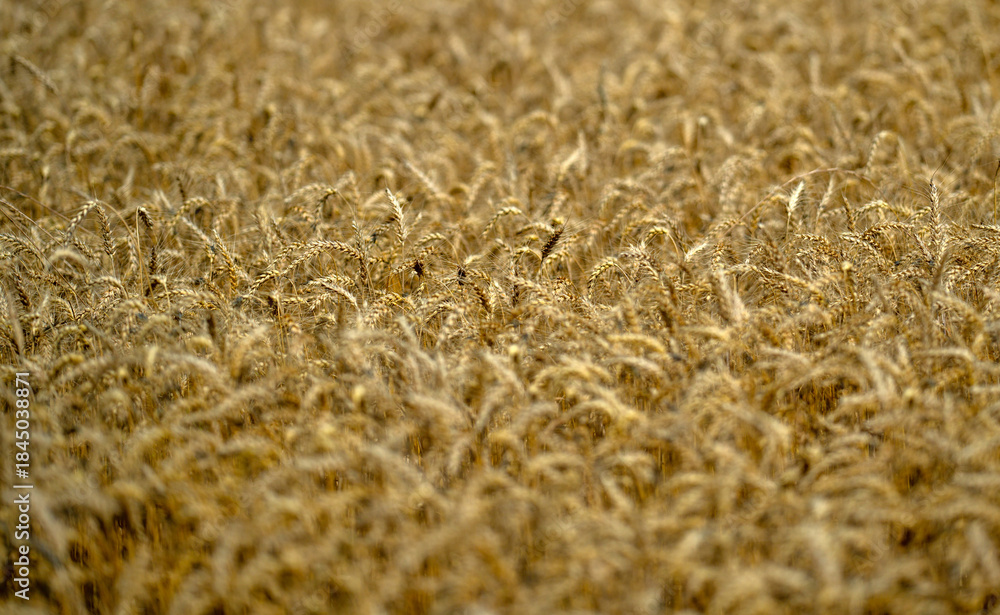 Fototapeta premium Wheat background representing harvest and rural farming. Close-up of ripe grain ready for harvest in a natural farmland setting. Crop fields showing growth and agricultural patterns.