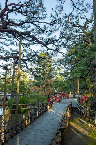 石川県小松市にある芦城公園の松の木