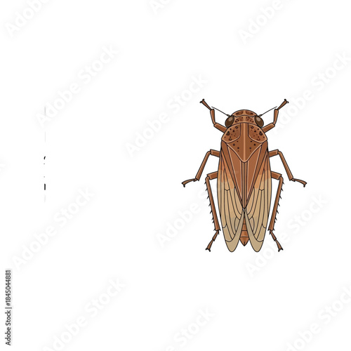 Macro closeup of a brown pest cockroach insect with antenna isolated on a white background