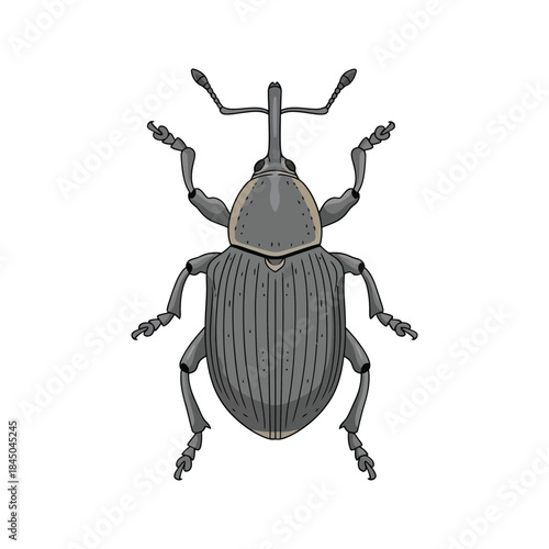 Stag beetle macro closeup isolated on a clean white background, showcasing the large mandibles of this incredible insect