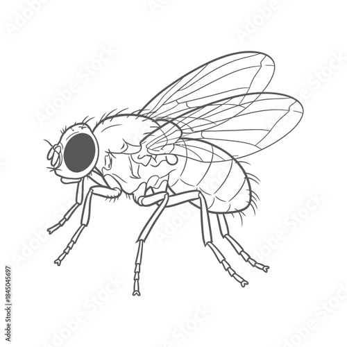 Vector illustration of a small insect pest, a mosquito, isolated on a white background with detailed wings