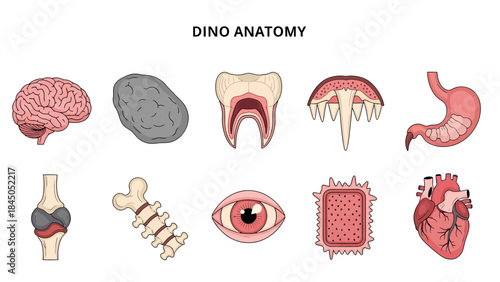 Illustration of ten different anatomical parts labeled Dino Anatomy