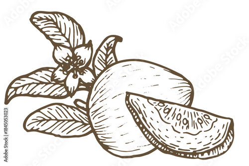 Hand drawn guava fruit whole, pieces and flower with branch isolated. Vintage composition, sketch in linear style. Guava tropical fruit, vector illustration can used for food backgrounds.