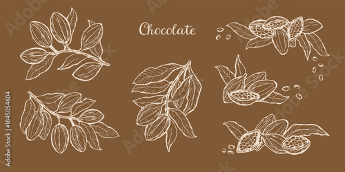 Cocoa chocolate fruits set. Hand drawn sketch of cacao beans, branches and plants on brown background. Rich design in vintage ink drawing style for food packaging. Cocoa vector illustrations.