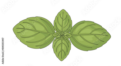 Fresh green basil sprig with detailed leaves, illustrated in a vibrant, realistic style and isolated on a clean white background.