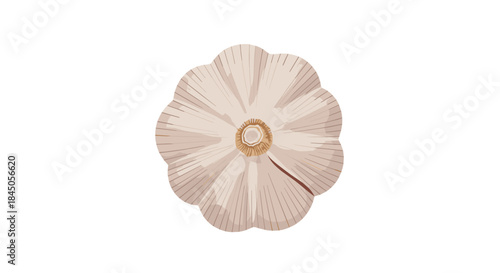 Realistic top-down view illustration of a whole white garlic bulb, showing the cloves arranged in a circle, on a white background.