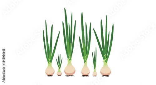 Group of fresh green spring onions of various sizes with roots and long leaves, growing in a row on a clean white background.