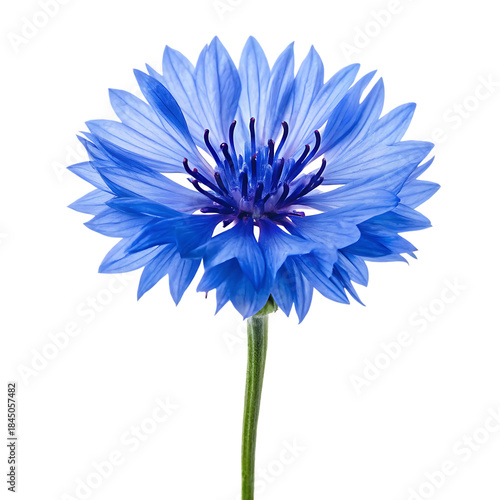 A beautiful blue cornflower blossom with a bright green stem isolated on a black background