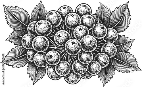 Grape Cluster Engraving Illustration – Fresh Fruit Botanical Vintage Line Art
