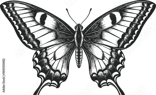 Butterfly Engraving Illustration – Detailed Insect Wings Vintage Line Art