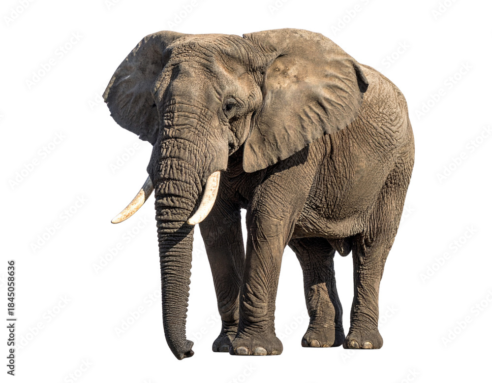 Obraz premium 1 full-body adult elephant standing upright, facing forward, detailed textured skin and tusks visible, natural proportions with realistic shading, isolated on a clean white background 