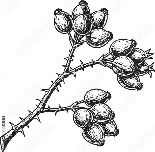 Rosehip Branch with Thorns Illustration – Hand Drawn Botanical Fruit Line Art