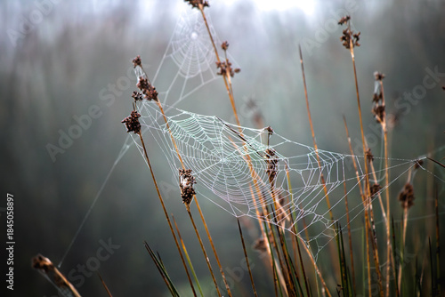 Dew drops on spider web. Early foggy morning. Spider webs are nature's works of art. Animals hunting methods idea concept. No people, nobody. Black and white.